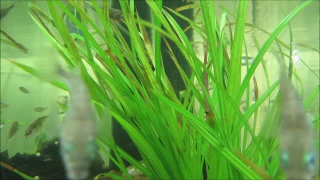 Three-spined stickleback swimming in a tank
