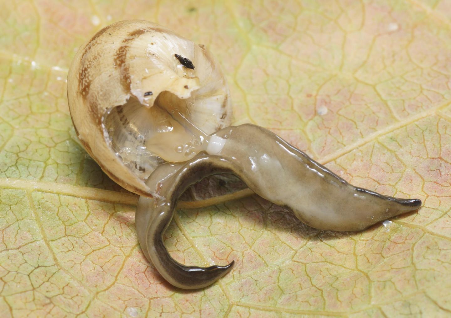 Platydemus Manokwari