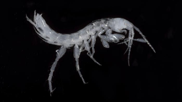 Bogidiella painushima_amphipod_Japan Ryukyu Islands