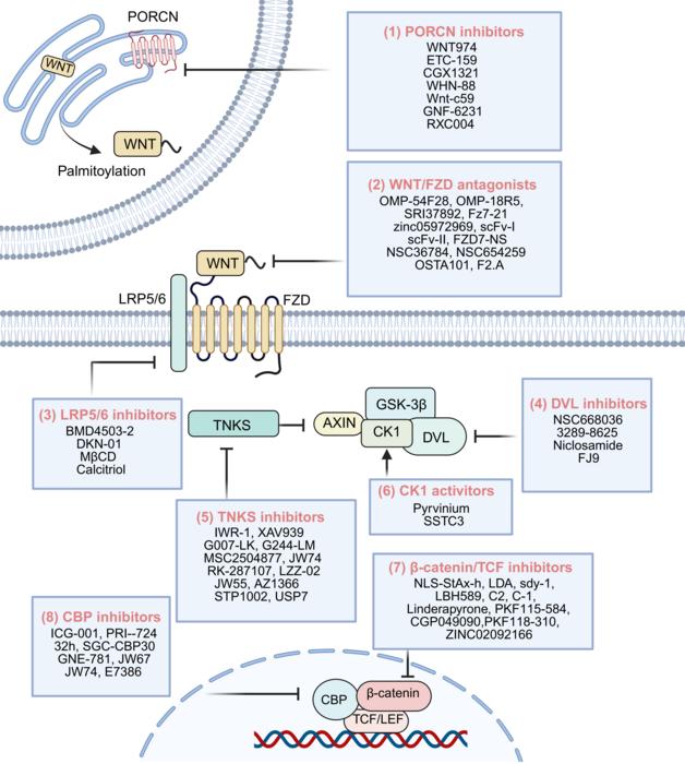 WNT signaling pathway inhibitors