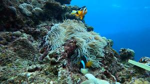 Fish behavior at reef