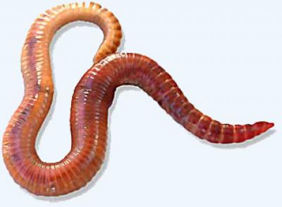 Tiger Worm