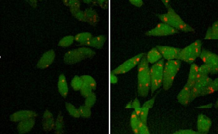 Microscopy