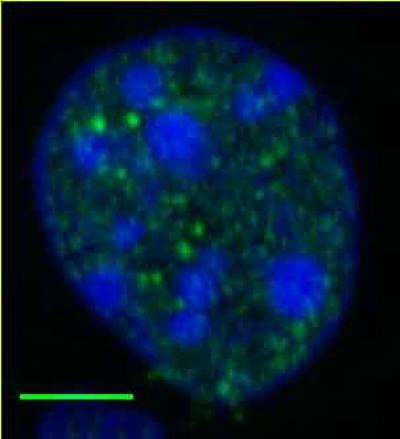Salk Institute -- Panda Lab -- NONO Protein