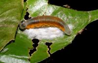 <i>Apanteles manuelpereirai</i>