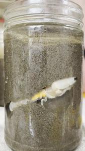 A burrowing shrimp in a glass jar