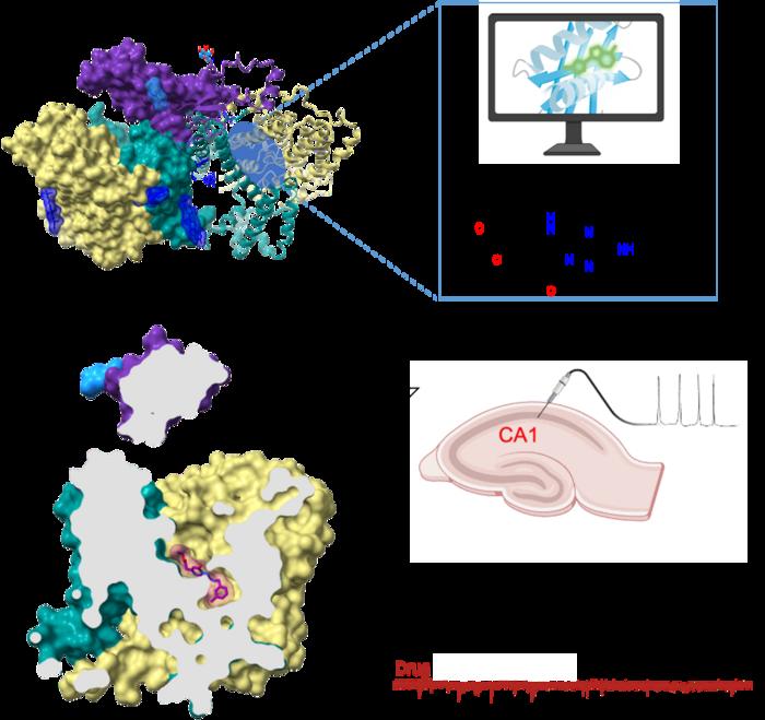 Study Reveals Structure of Brain Protein and Identifies Potential Drug Target for Epilepsy Research