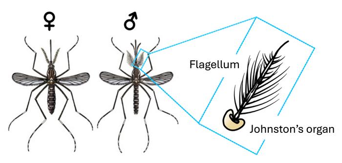 The auditory organ of mosquitoes