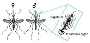 The auditory organ of mosquitoes