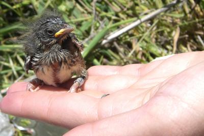 Song Sparrows