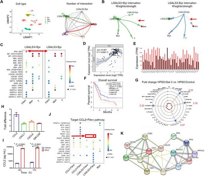 Gal-3 in tumor cells and tumor-associated fibroblasts influences multiple pathways.