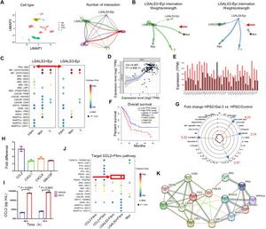 Gal-3 in tumor cells and tumor-associated fibroblasts influences multiple pathways.