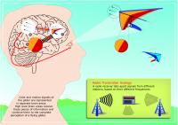 Cartoon Illustration and Animation of the Study's Findings
