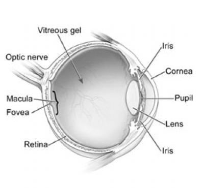 The Human Eye