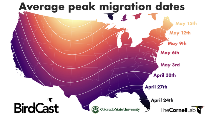 Average Peak Spring Migration Dates
