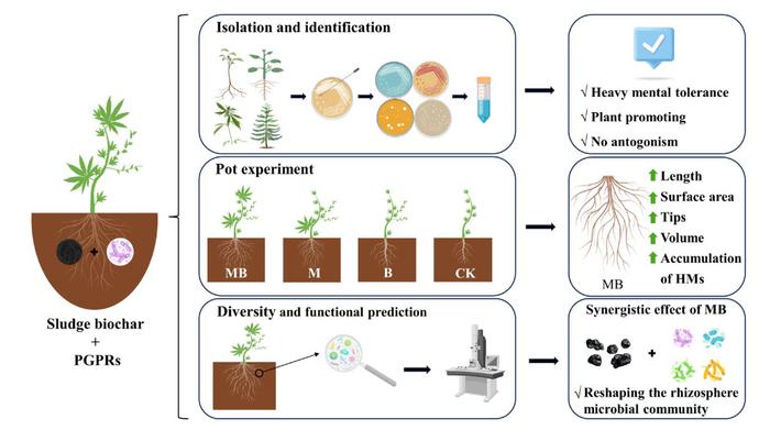 Role of sludge biochar immobilized multifunctional microbiome in phytoremediation of lead-zinc composite pollution
