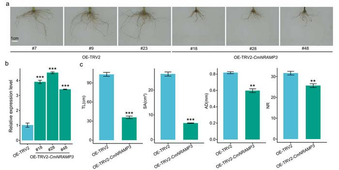 Phenotypic analysis of CmNRAMP3 transiently transformed plants in chrysanthemum cultivar ‘Jinba’.