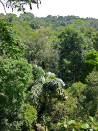 Amazonas