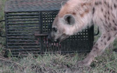 Hyena