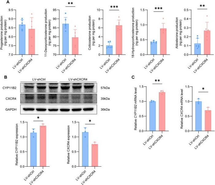 Knockdown of CXCR4 promotes aldosterone synthesis in H295R cells.