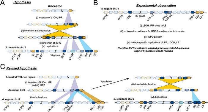 Evolutionary origin of the pulegone BGC.