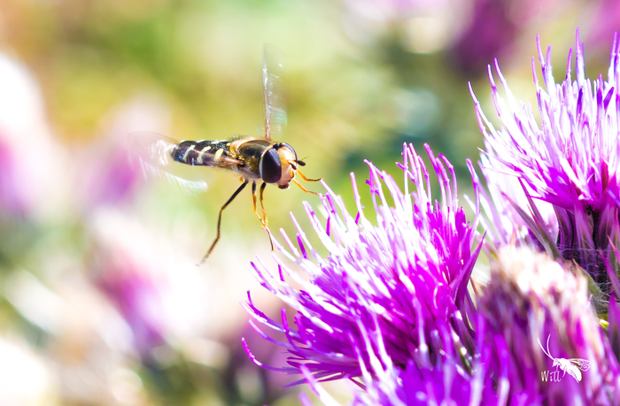 A pied hoverfly