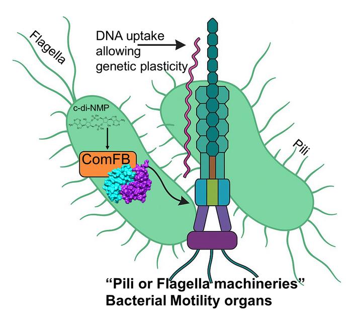 Contractile pilus mechanism