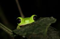 UGA Study Reveals Ecosystem-Level Consequences of Frog Extinctions (2 of 3)