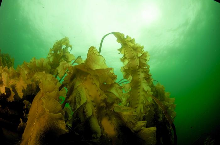 Maine Coast Kelp Forest