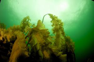 Maine Coast Kelp Forest