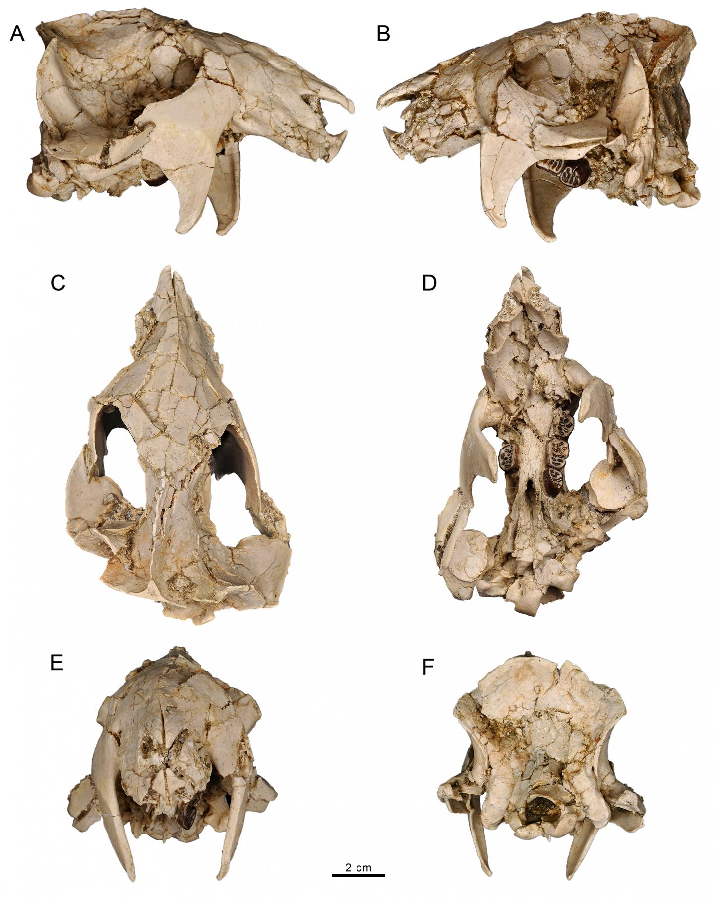 <i>Vintana sertichi</i> 3