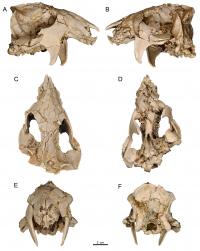 <i>Vintana sertichi</i> 3