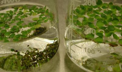 Duckweed in Flask