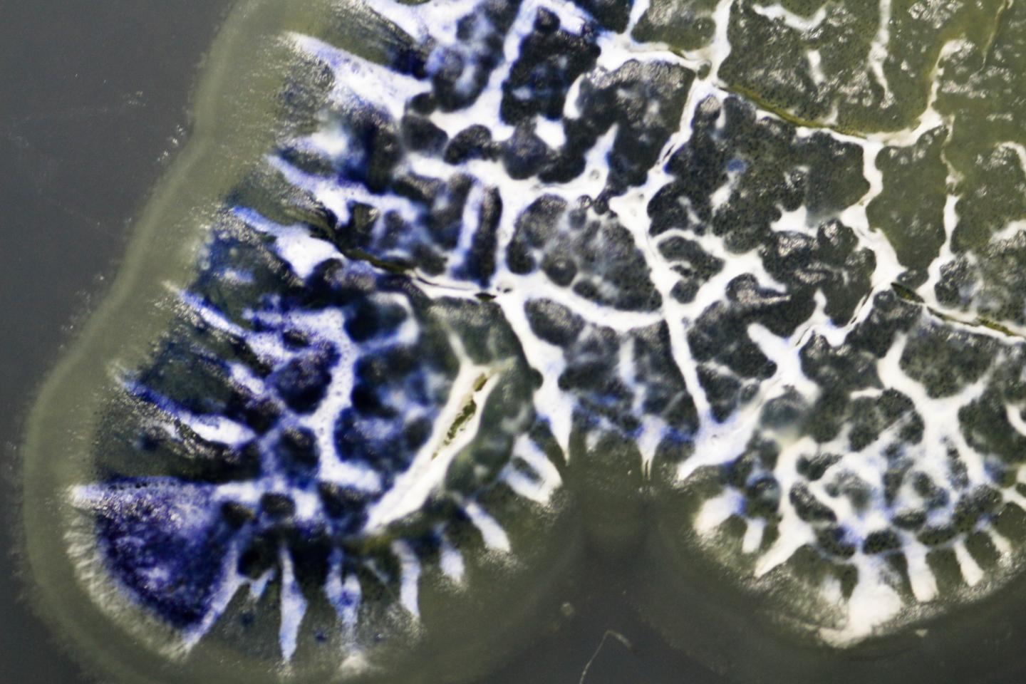 <i>Streptomyces</i>