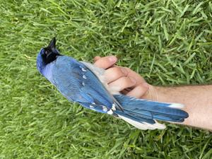 The hybrid offspring of a blue jay and green jay