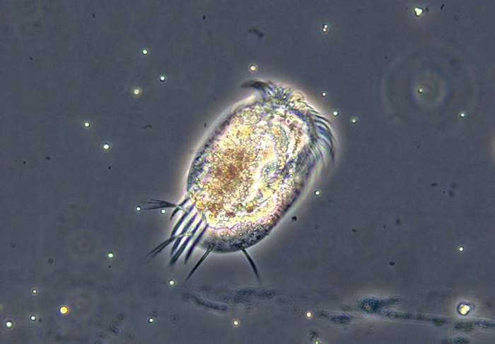 Predicting Changes in Microbial Food Webs