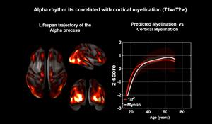 Alpha rhythm is correlated with cortical myelination (T1w/T2w)