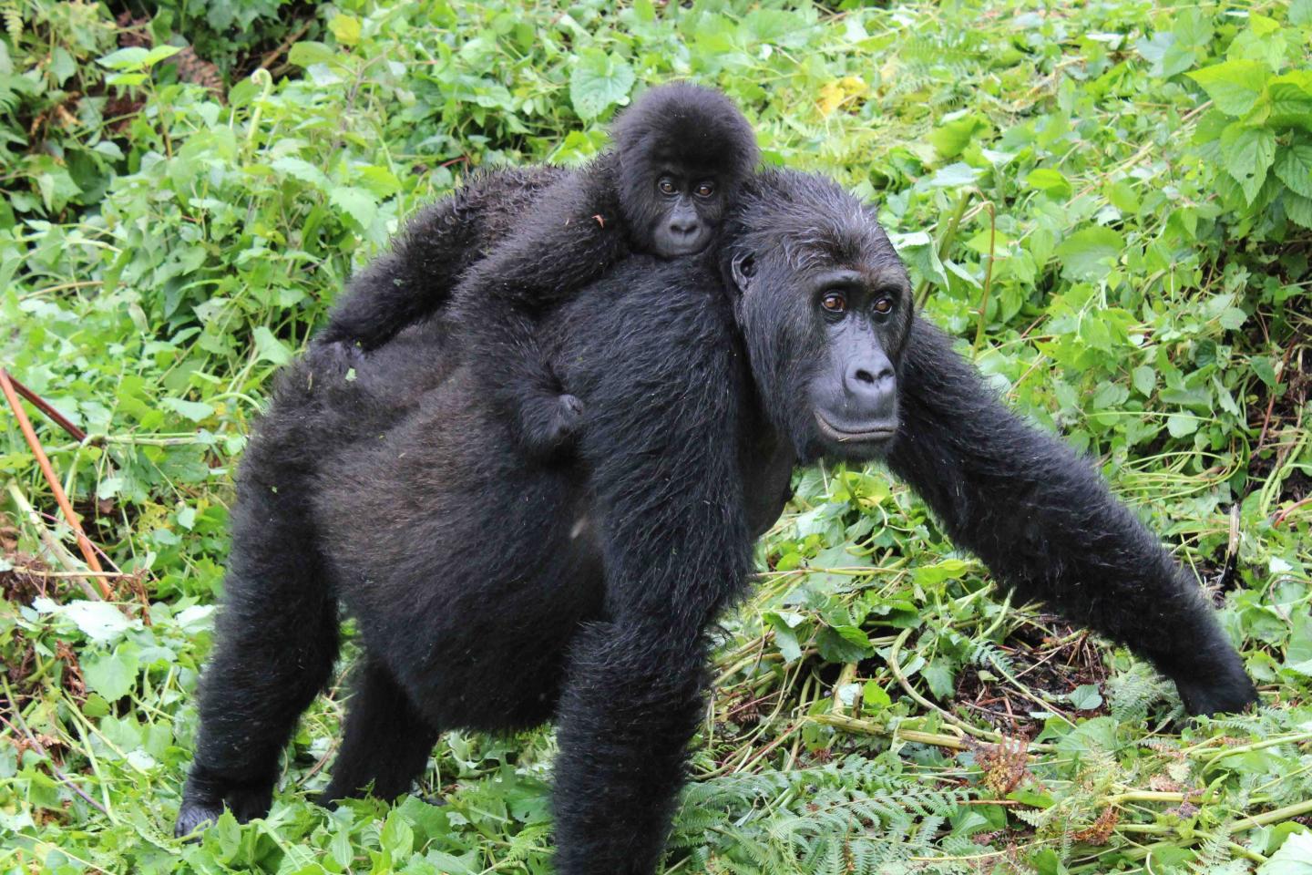 Grauer's Gorillas