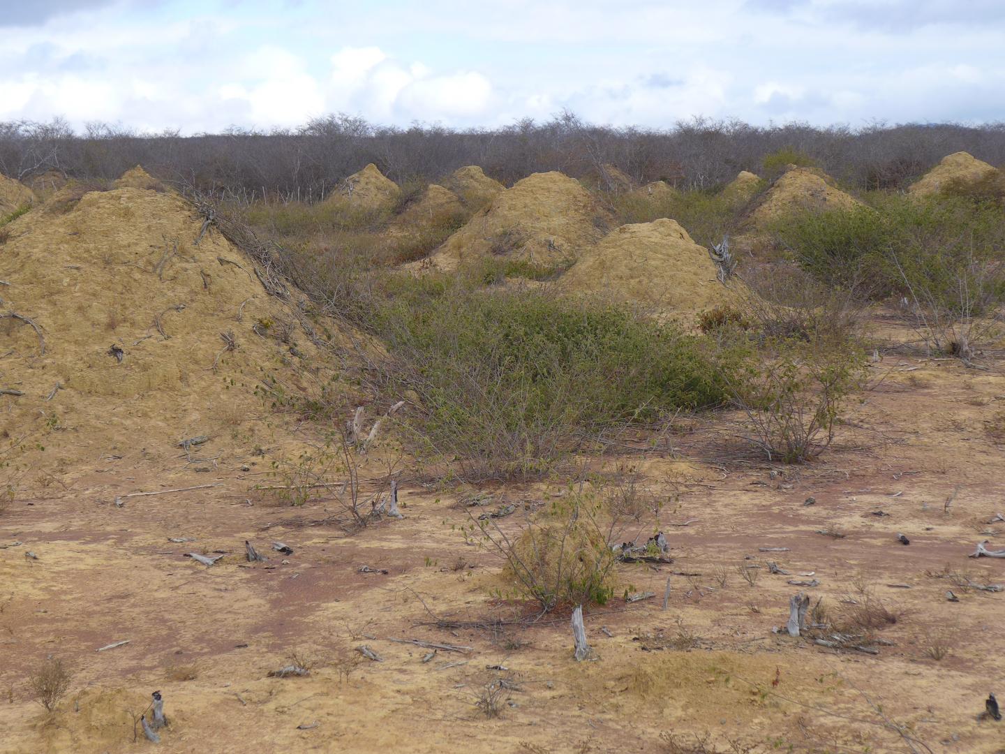 Termite Mounds (1 of 3)