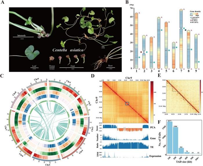 T2T wild C. asiatica genome.