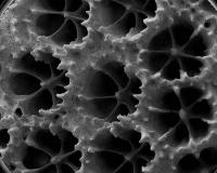 Coral Skeleton