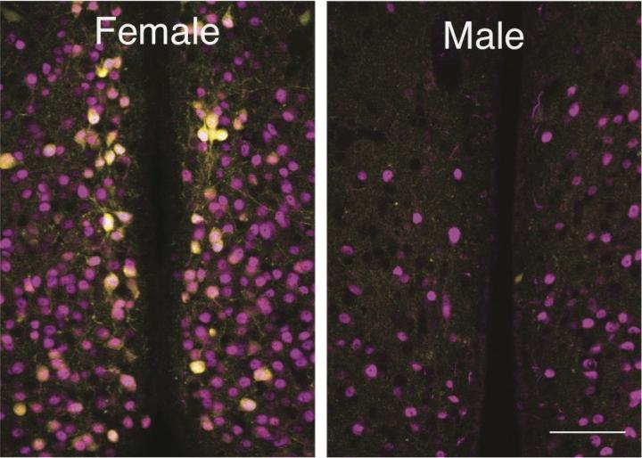 Oxytocin Receptor Cells