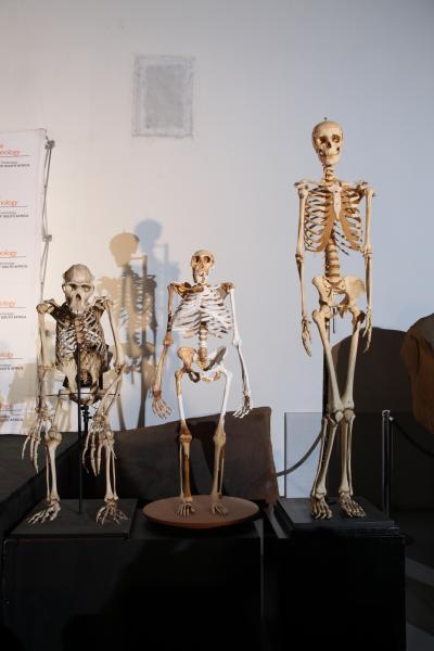 Skeleton