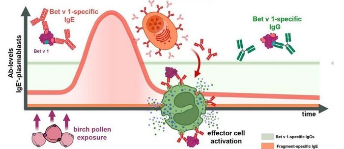 Natural allergen exposure boosts plasmablast-derived IgE with pre-established specificity to reload allergic effector cells