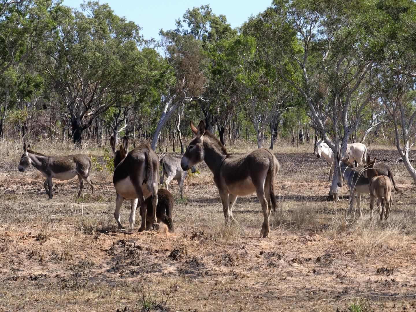 Feral Donkeys