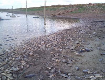 Dead Fish, Israel