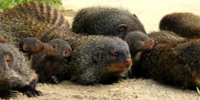 Mongoose (1 of 3)