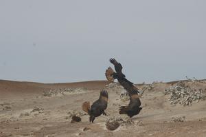 Trio of Caracaras With Kelp Basket