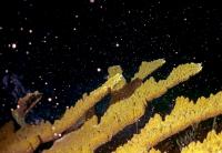 Elkhorn Coral Spawning