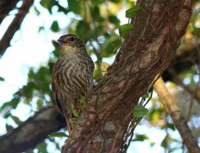 Analysis of Birds